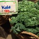 National Kale Day