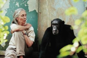 Jane Goodall Quote