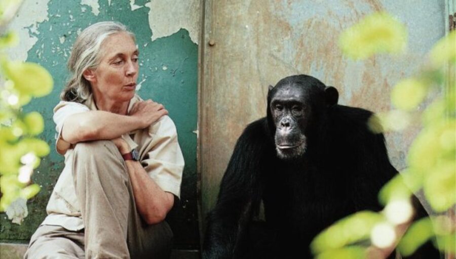 Jane Goodall Quote