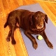 My Loyal Yoga Partner